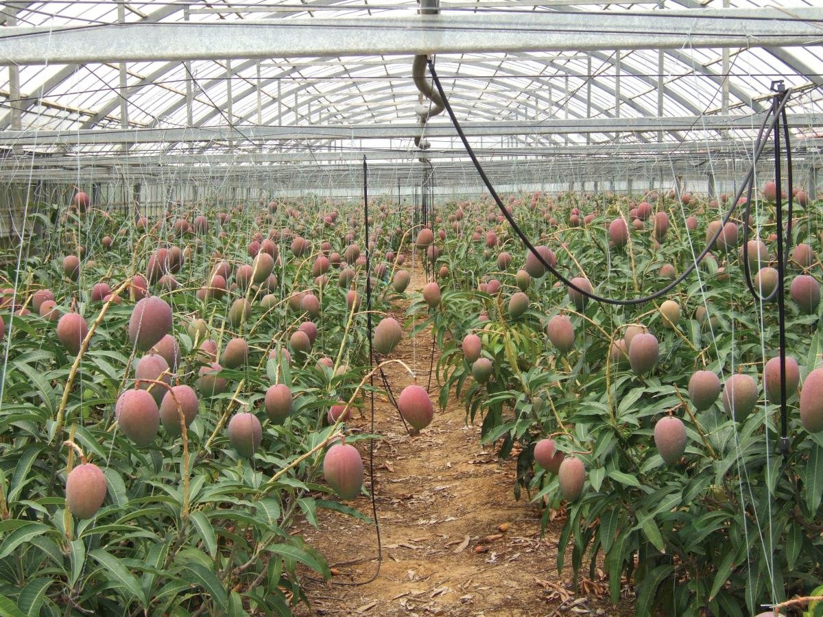 🍍 마이파리 미야코지마 열대과수원 이미지 3